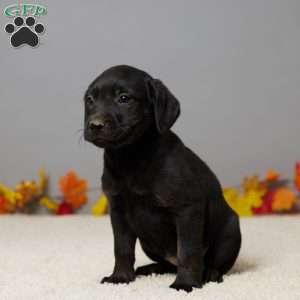 Ana, Black Labrador Retriever Puppy